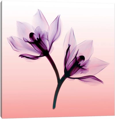 Orchids II Canvas Art Print - Pantone Ultra Violet 2018