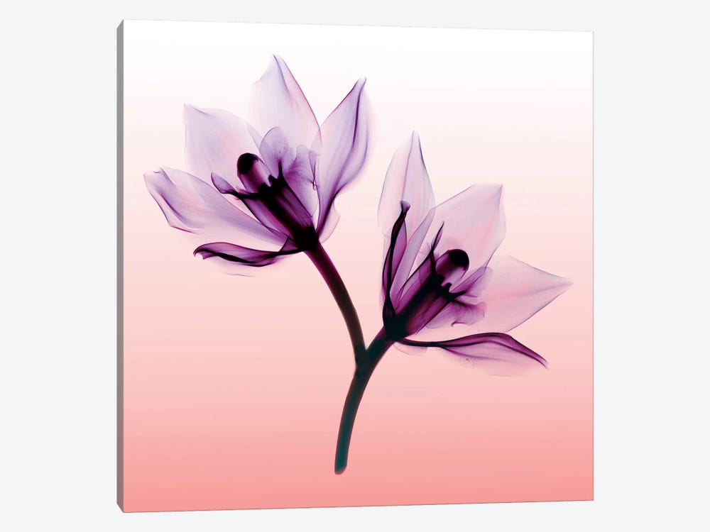 Orchids II by Hong Pham 1-piece Canvas Wall Art