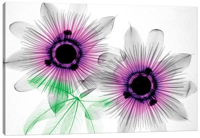 Passion Flowers Canvas Art Print - Color Pop Photography
