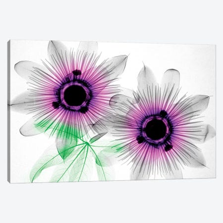 Passion Flowers Canvas Print #HPH13} by Hong Pham Canvas Wall Art