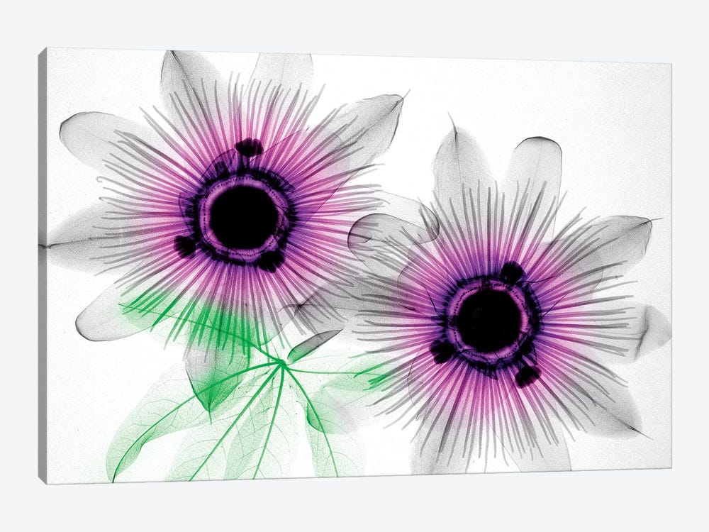 Passion Flowers by Hong Pham 1-piece Canvas Art Print