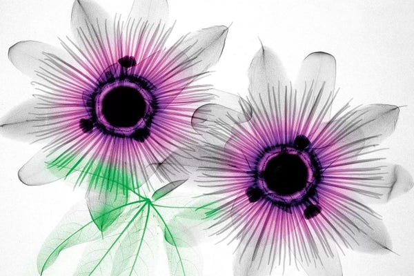 Hong Pham: Passion Flowers by Hong Pham