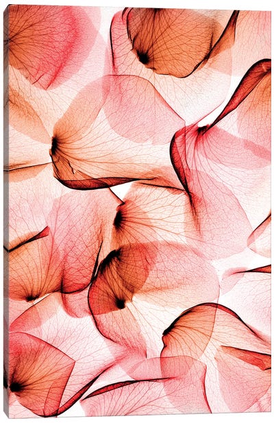 Roses Canvas Art Print - Abstracts in Nature
