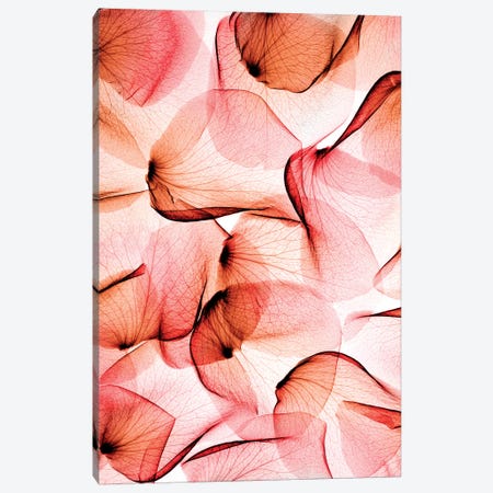 Roses Canvas Print #HPH14} by Hong Pham Art Print