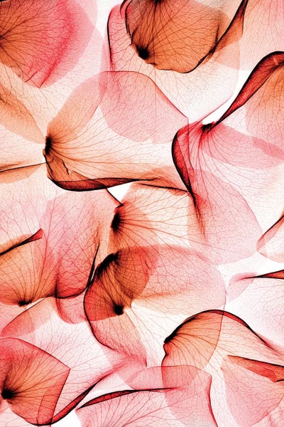 Abstracts In Nature: Roses by Hong Pham