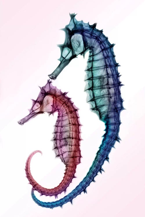 Seahorses by Hong Pham wall art