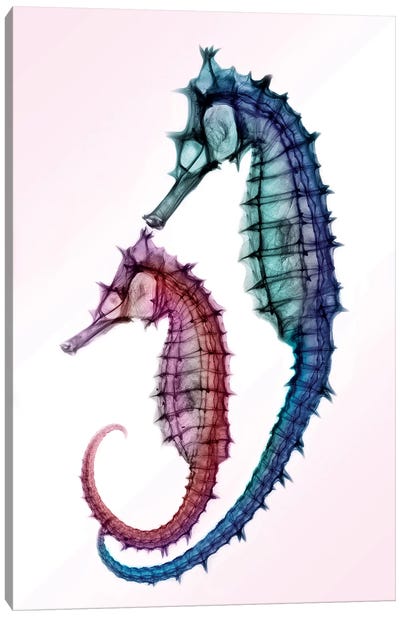 Seahorses Canvas Art Print - Seahorse Art