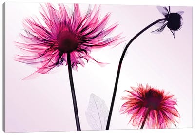 Three Dahlias Canvas Art Print - Spring Color Refresh