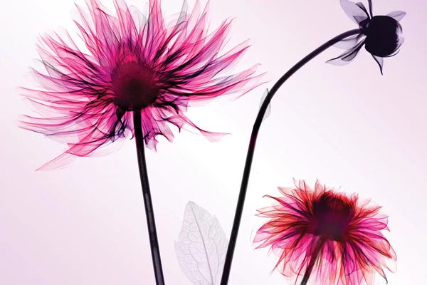 Hong Pham: Three Dahlias by Hong Pham