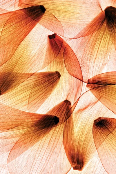 Tulip Petals by Hong Pham art print
