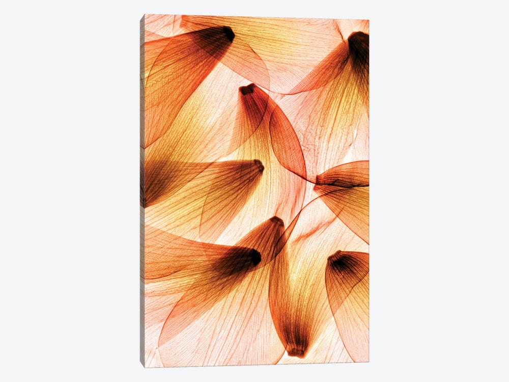 Tulip Petals by Hong Pham 1-piece Art Print