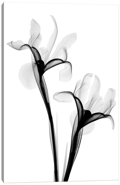 Two Irises I Canvas Art Print - Hong Pham