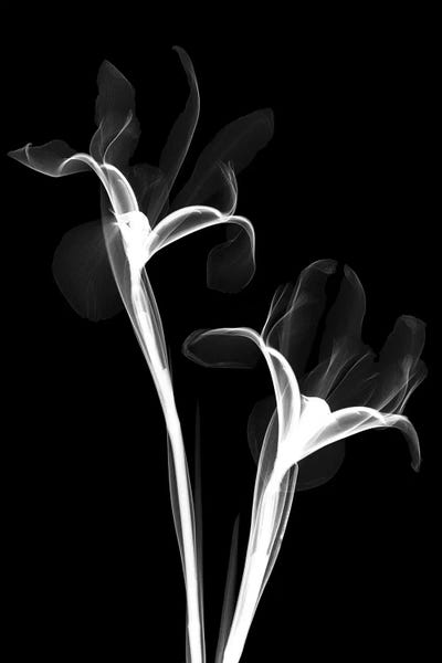 Hong Pham: Two Irises II by Hong Pham