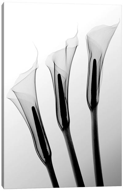 Callas I Canvas Art Print - Pure White