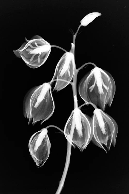 Yucca Inverse by Hong Pham wall art