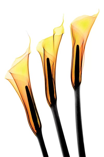 Calla Lilies: Callas II by Hong Pham