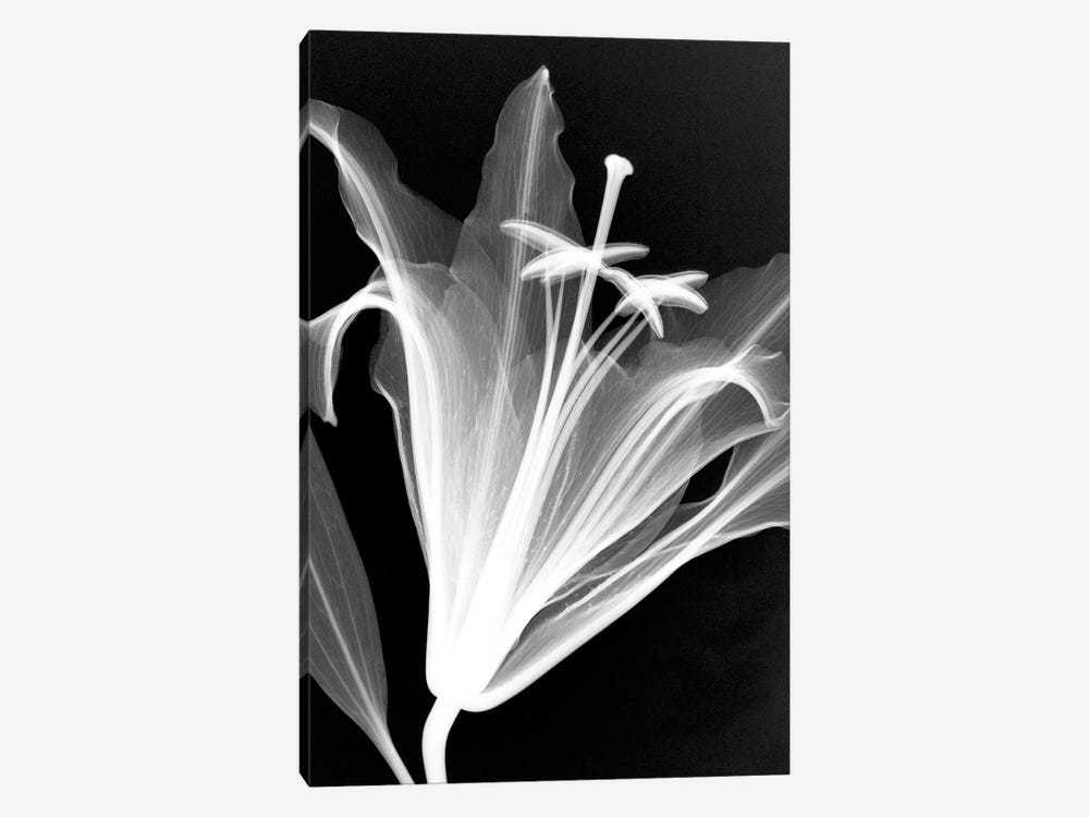 Lily by Hong Pham 1-piece Canvas Artwork