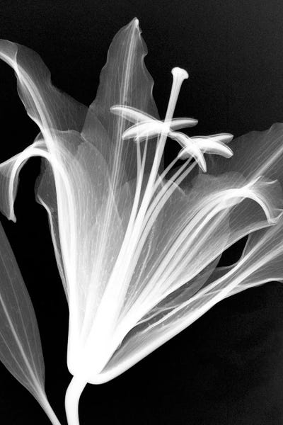 Hong Pham: Lily by Hong Pham