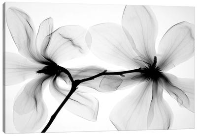 Magnolias I Canvas Art Print - Black & White Photography
