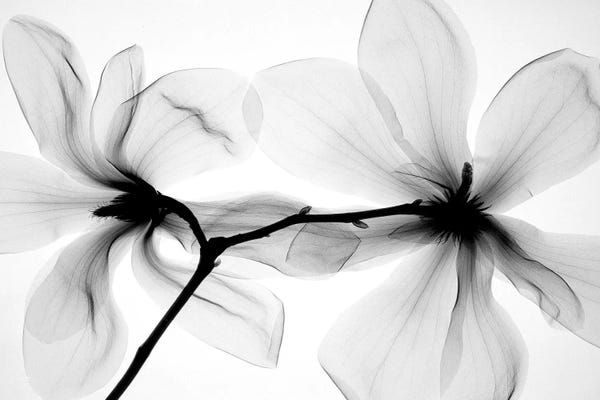 Hong Pham