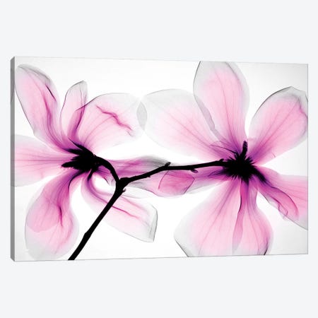 Magnolias II Canvas Print #HPH7} by Hong Pham Art Print
