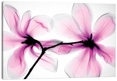Magnolias II Canvas Art Print - Macro Photography
