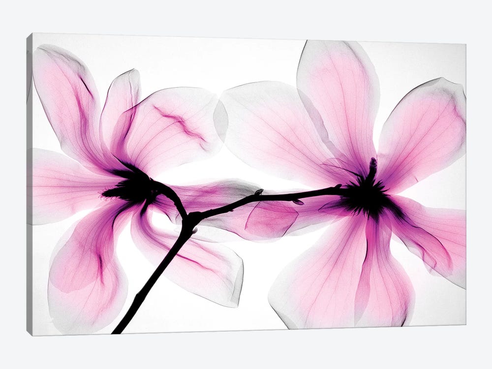 Magnolias II by Hong Pham 1-piece Canvas Art