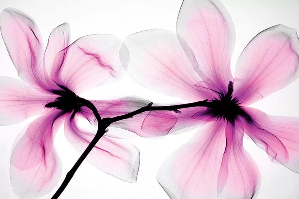 Magnolias: Magnolias II by Hong Pham