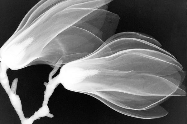 Hong Pham: Magnolias III by Hong Pham