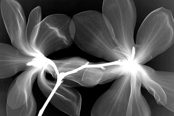 Hong Pham: Magnolias IV by Hong Pham