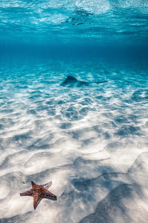 Starfish And Stingray by Hannah Prewitt wall art