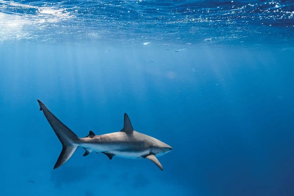 Caribbean: Caribbean Reef Shark by Hannah Prewitt