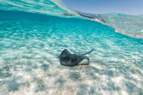 Rays: Stingray by Hannah Prewitt