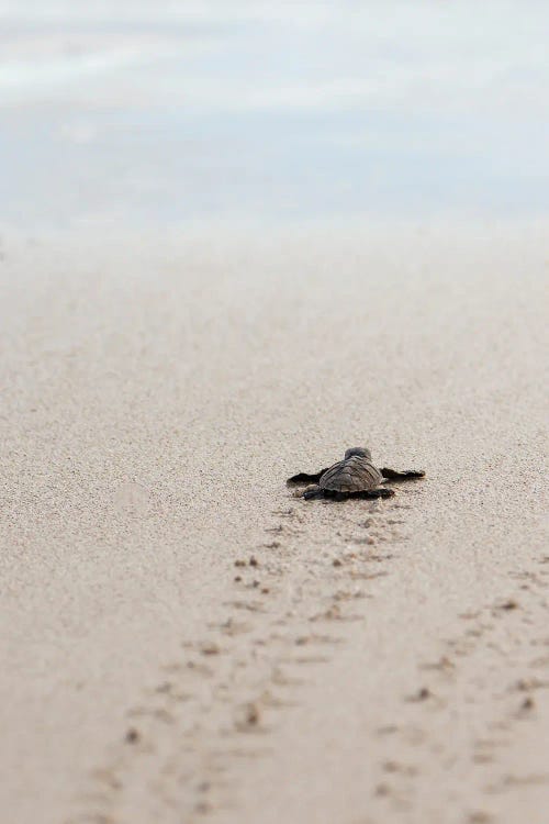 Baby Turtle