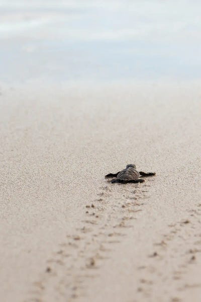 Large Photography - Canvas Prints: Baby Turtle by Hannah Prewitt
