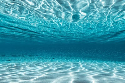 Baitfish by Hannah Prewitt canvas print