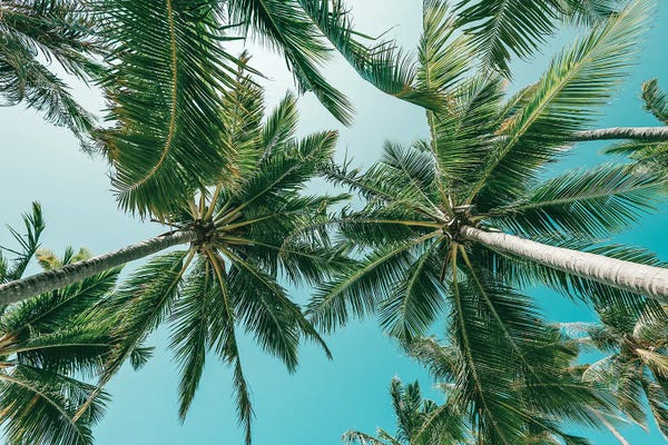 Fine Art Print: Island Life by Hannah Prewitt
