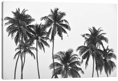 Palms Canvas Art Print - Fine Art Photography