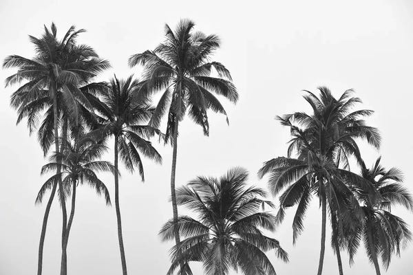 Minimalist Photography: Palms by Hannah Prewitt