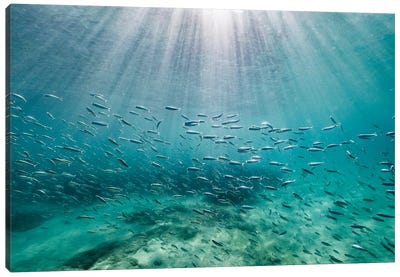 Rays Canvas Art Print - Underwater Art