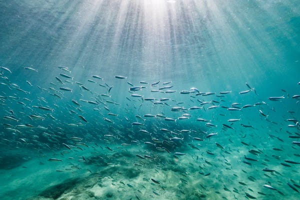 Ocean Blues: Rays by Hannah Prewitt
