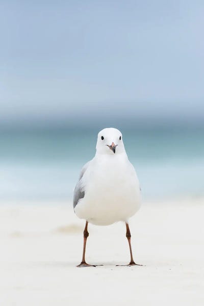 Minimalist Photography: Seagull by Hannah Prewitt