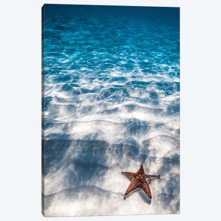 Starfish Canvas Print #HPW71} by Hannah Prewitt Art Print