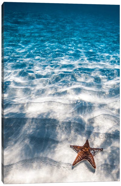 Starfish Canvas Art Print - Ocean Blues