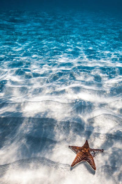 Large Photography - Canvas Prints: Starfish by Hannah Prewitt