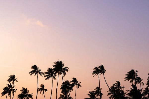 Minimalist Photography: Sunset Palms by Hannah Prewitt