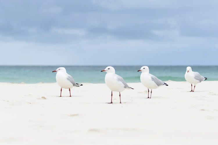 Moreton Island Gulls