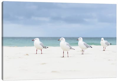 Moreton Island Gulls Canvas Art Print - Oceania Art