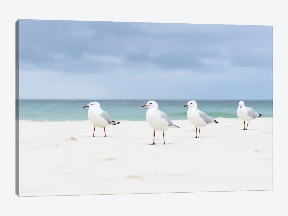 Moreton Island Gulls by Hannah Prewitt 1-piece Canvas Art