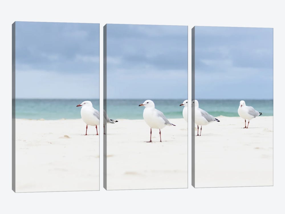 Moreton Island Gulls by Hannah Prewitt 3-piece Canvas Artwork